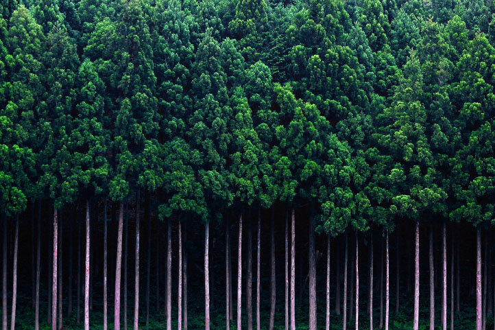 国産の無垢材を使用したこだわりの家。